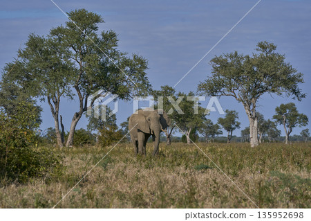 Bull African Elephant Bull African Elephant 135952698