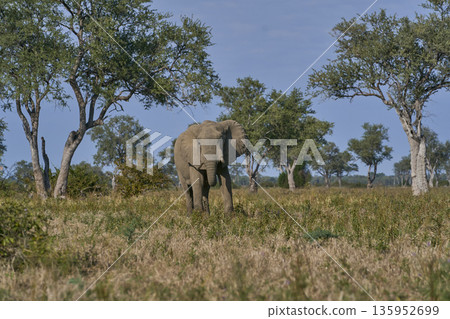 Bull African Elephant Bull African Elephant 135952699