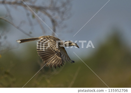 African Grey Hornbill African Grey Hornbill 135952706