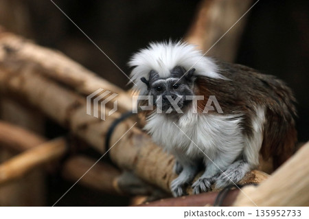 Staring Cotton-Top Tamarin Staring Cotton-Top Tamarin 135952733