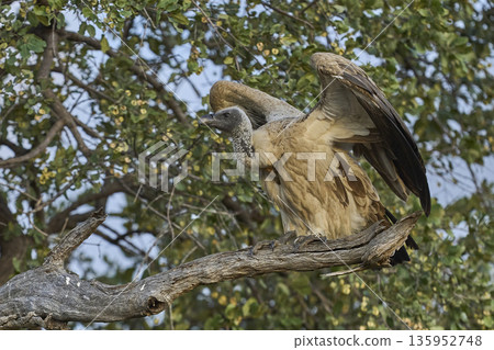 White-backed Vulture  135952748