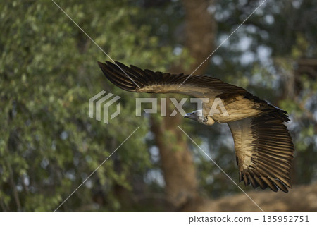 White-backed Vulture  135952751