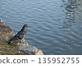 Pigeon gazing at the water surface 135952755
