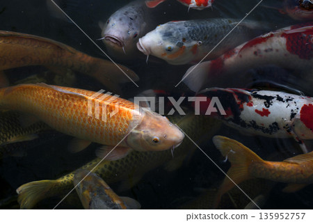 游泳鯨魚 游泳鯨魚 135952757