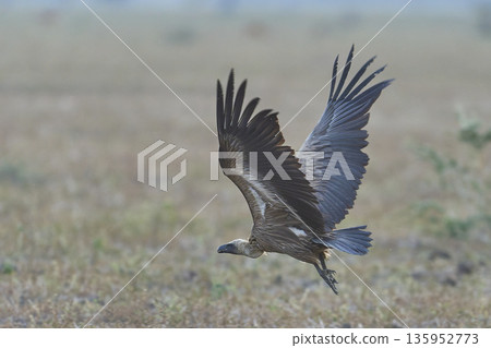 White-backed Vulture 135952773