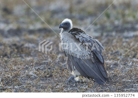 White-backed Vulture White-backed Vulture 135952774