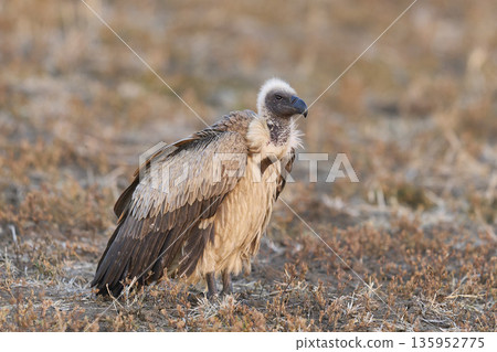 White-backed Vulture 135952775