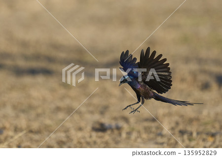 Meves's Starling 135952829