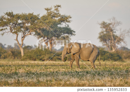 African Elephant in South Luangwa National Park African Elephant in South Luangwa National Park 135952833