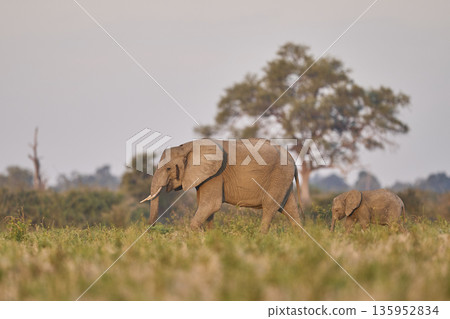 African Elephant in South Luangwa National Park African Elephant in South Luangwa National Park 135952834