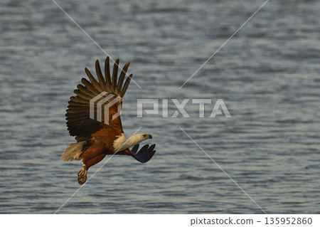 African Fish-Eagle African Fish-Eagle 135952860