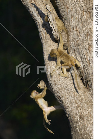 Young Yellow Baboon playing 135952901