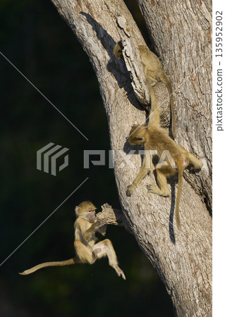 Young Yellow Baboon playing Young Yellow Baboon playing 135952902