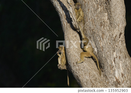 Young Yellow Baboon playing Young Yellow Baboon playing 135952903