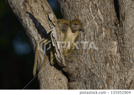 Young Yellow Baboon playing Young Yellow Baboon playing 135952904