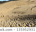 鳥取沙丘的沙質斜坡 135952931