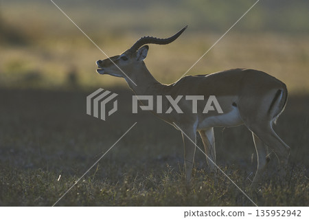 Male Impala Male Impala 135952942