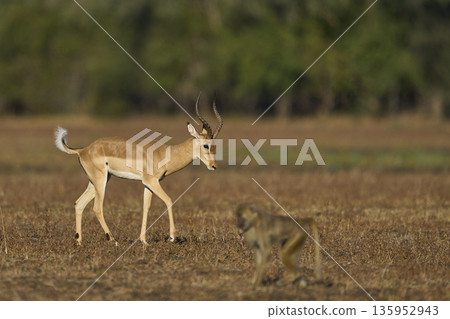 Male Impala Male Impala 135952943