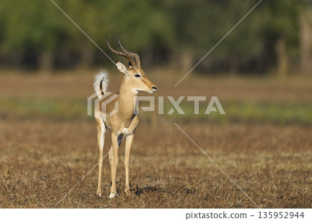 Male Impala Male Impala 135952944