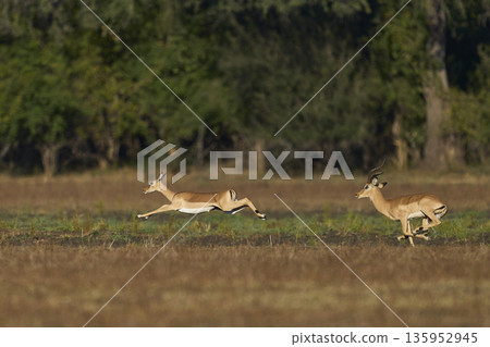 Male Impala Male Impala 135952945