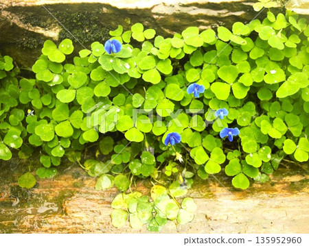 Blue clover flowers, Nepal Blue clover flowers, Nepal 135952960