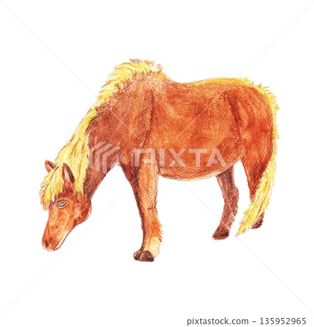 Ginger with yellow hair horse of Iceland. Watercolor isolated white illustration. Island tourism. For travel magazines and map, all design, greeting cards and books, banners and clip art. 135952965