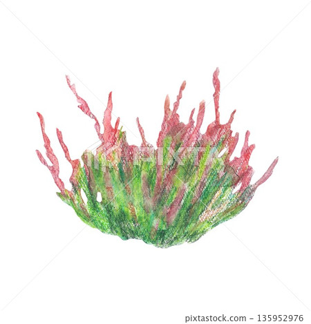 Vibrant Iceland heather pink bloom and green bush. Watercolor isolated closeup and crop illustration. For architectural and garden sketches all design, cards and books, banners and clip art. Vibrant Iceland heather pink bloom and green bush. Watercolor isolated closeup and crop illustration. For architectural and garden sketches all design, cards and books, banners and clip art. 135952976