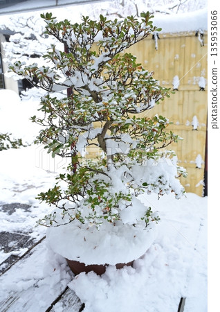Bonsai covered in snow Bonsai covered in snow 135953066