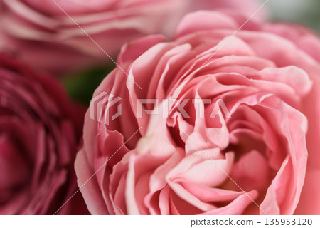 Happy mothers day, romantic still life, Woman's day, greeting card. Happy birthday. delicate pink roses in soft, dreamy light. evokes beauty, love, elegance. pastel tones and blurred background Happy mothers day, romantic still life, Woman's day, greeting card. Happy birthday. delicate pink roses in soft, dreamy light. evokes beauty, love, elegance. pastel tones and blurred background 135953120