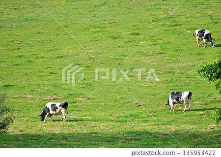 Hokkaido ranch scenery 135953422