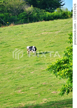 Hokkaido ranch scenery 135953426