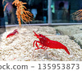 Two red shrimp in an aquarium 135953873