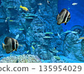 Tropical fish in the aquarium 135954029