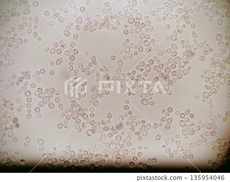 酵母菌大量擴散 135954046