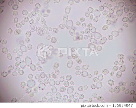 日本麵包酵母的顯微影像 135954047