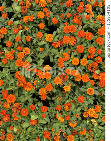 A vertical template top-down view of a dense flower bed filled with dozens of small, vibrant orange blossoms (zinnia-like) scattered evenly across the frame. A vertical template top-down view of a dense flower bed filled with dozens of small, vibrant orange blossoms (zinnia-like) scattered evenly across the frame. 135954105
