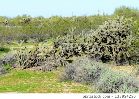 Cholla cactus, Sonora Desert, Mid Winter Cholla cactus, Sonora Desert, Mid Winter 135954256