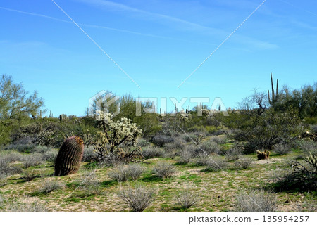 Landscape Sonoran Desert Arizona Landscape Sonoran Desert Arizona 135954257