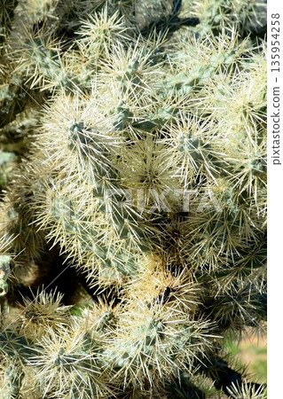 Cholla cactus, Sonora Desert, Mid Winter Cholla cactus, Sonora Desert, Mid Winter 135954258