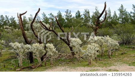 Cholla cactus, Sonora Desert, Mid Winter 135954263