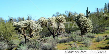 Cholla cactus, Sonora Desert, Mid Winter 135954264