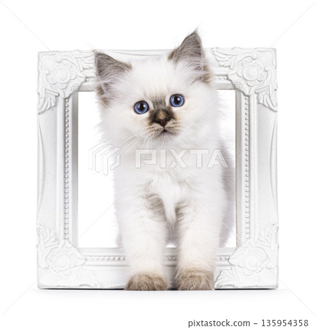 Cute cat kitten on white background 135954358