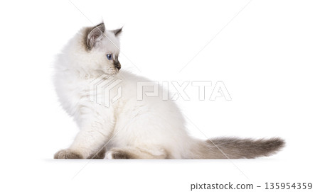 Cute cat kitten on white background Cute cat kitten on white background 135954359