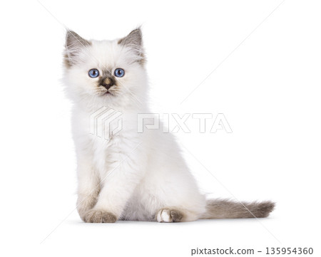 Cute cat kitten on white background 135954360
