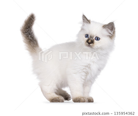 Cute cat kitten on white background 135954362