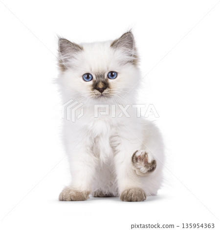Cute cat kitten on white background Cute cat kitten on white background 135954363