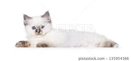 Cute cat kitten on white background 135954366