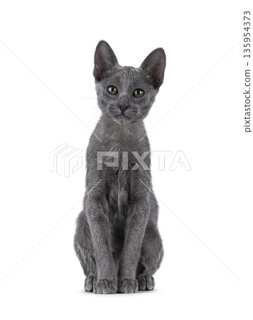 Grey shorthair cat on white background Grey shorthair cat on white background 135954373