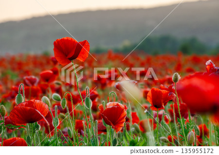 poppy field in spring landscape at sunset. beautiful view of papaver rhoeas meadow blooming red. rural region in mountains of ukraine. picturesque agricultural scenery in evening light poppy field in spring landscape at sunset. beautiful view of papaver rhoeas meadow blooming red. rural region in mountains of ukraine. picturesque agricultural scenery in evening light 135955172