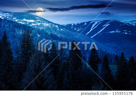 coniferous forest in mountain landscape in spring at night. lush green nature environment with dark sky in full moon light. view of snow peaks. background for fake news or conspiracy concept 135955176